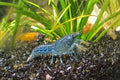 Blue Brazos × 10
