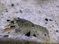 Diminutus × 15